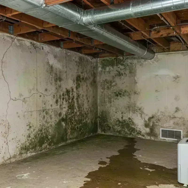 Professional Mold Removal in Momence, IL